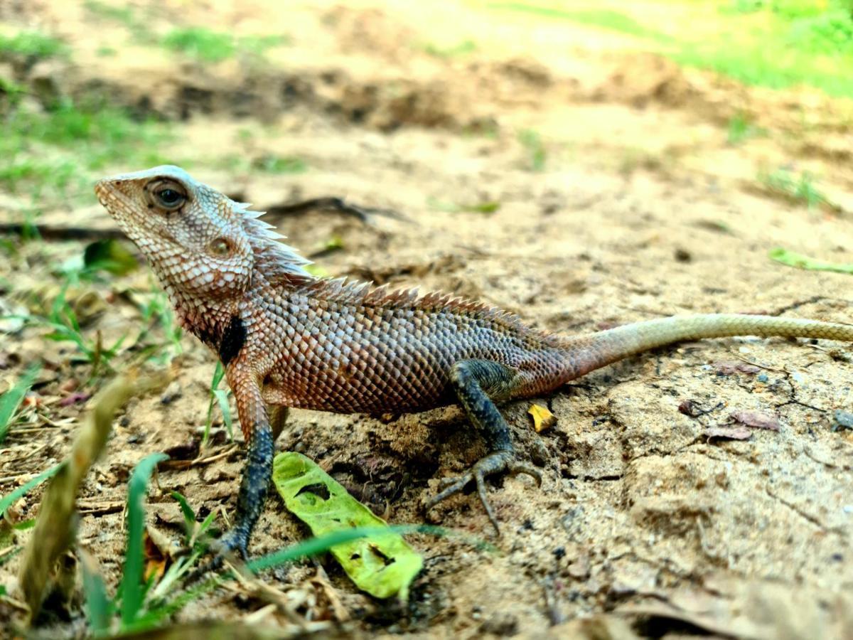 Maison d'hôtes Humbhaha Jungle Yala Nature Eco