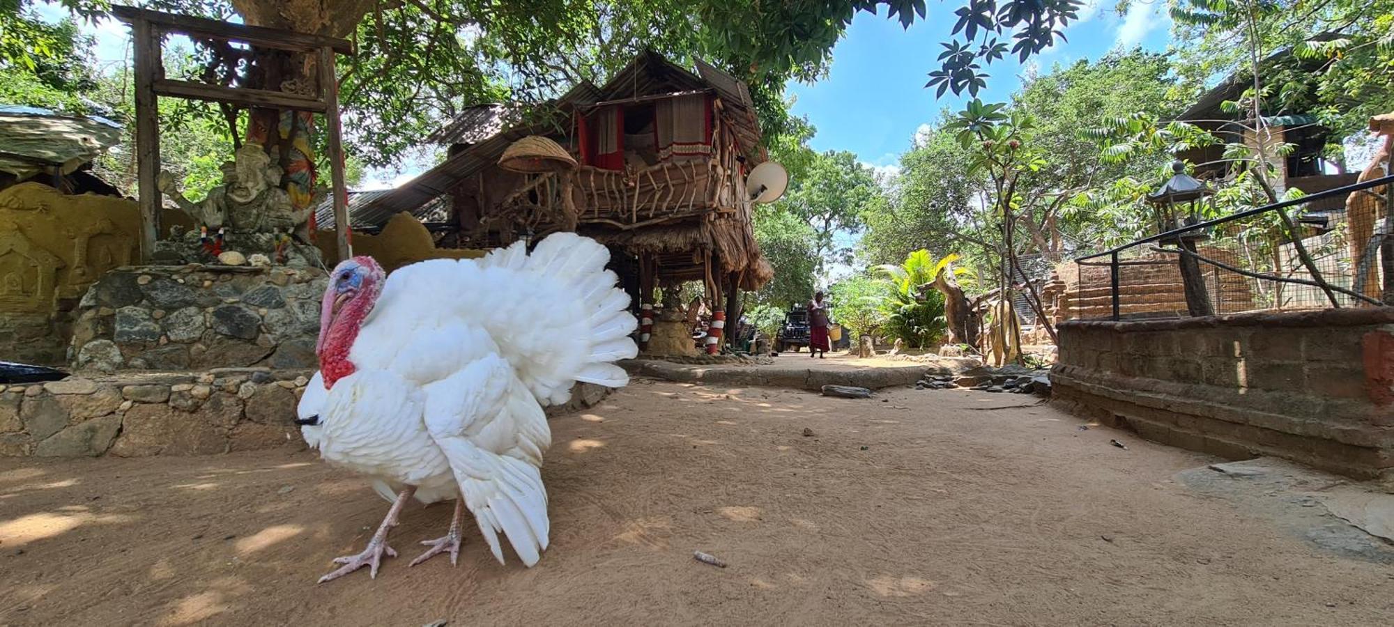 Maison d'hôtes Humbhaha Jungle Yala Nature Eco