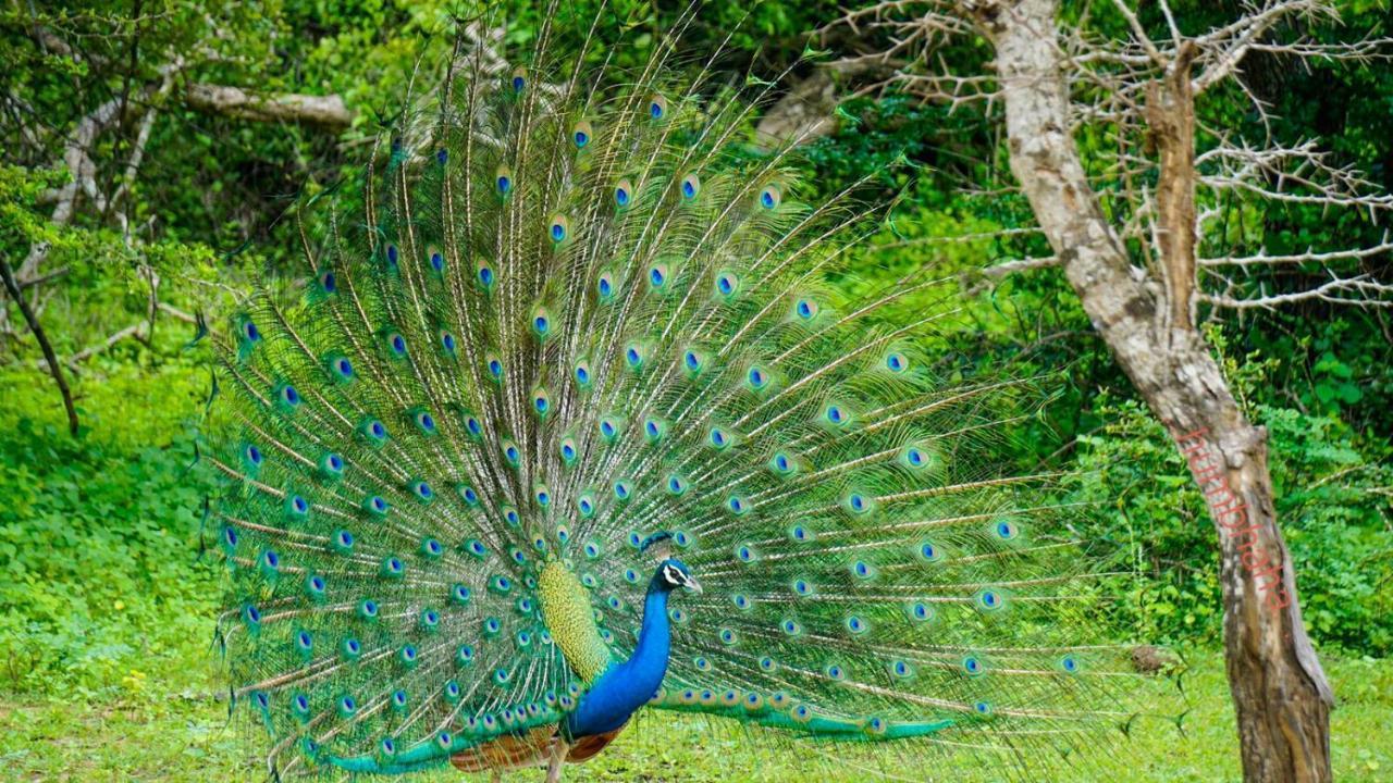 Humbhaha Jungle Yala Nature Eco *